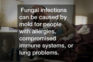 Fungal infections can be caused by mold for people with allergies, compromised immune systems, or lung problems