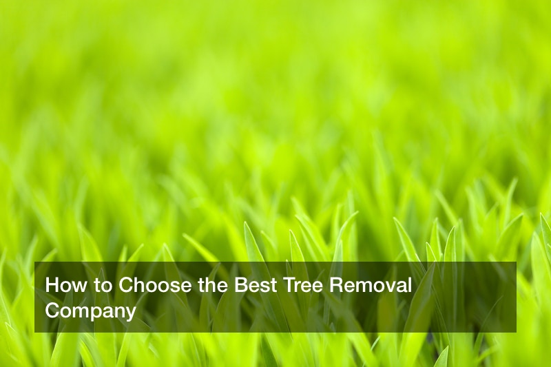 How to Choose the Best Tree Removal Company
