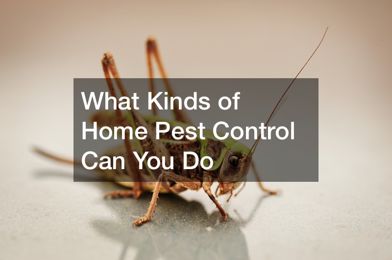What Kinds of Home Pest Control Can You Do