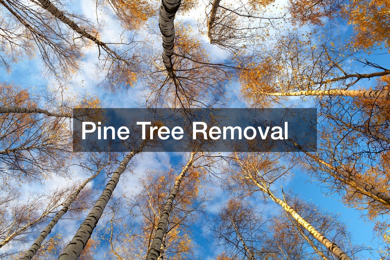 Pine Tree Removal POV