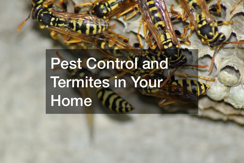Pest Control and Termites in Your Home