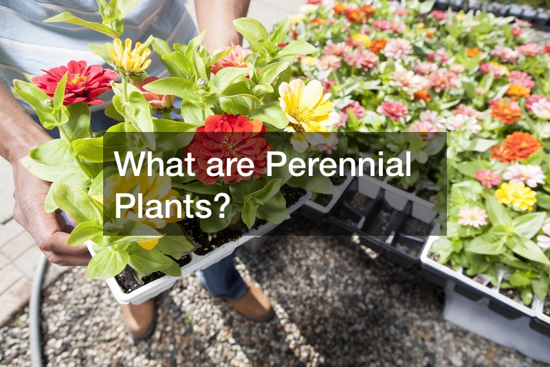 What are Perennial Plants?