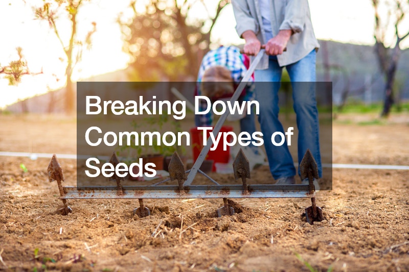 Breaking Down Common Types of Seeds