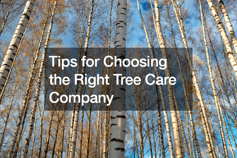 Tips for Choosing the Right Tree Care Company
