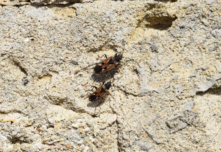Two brown bugs.