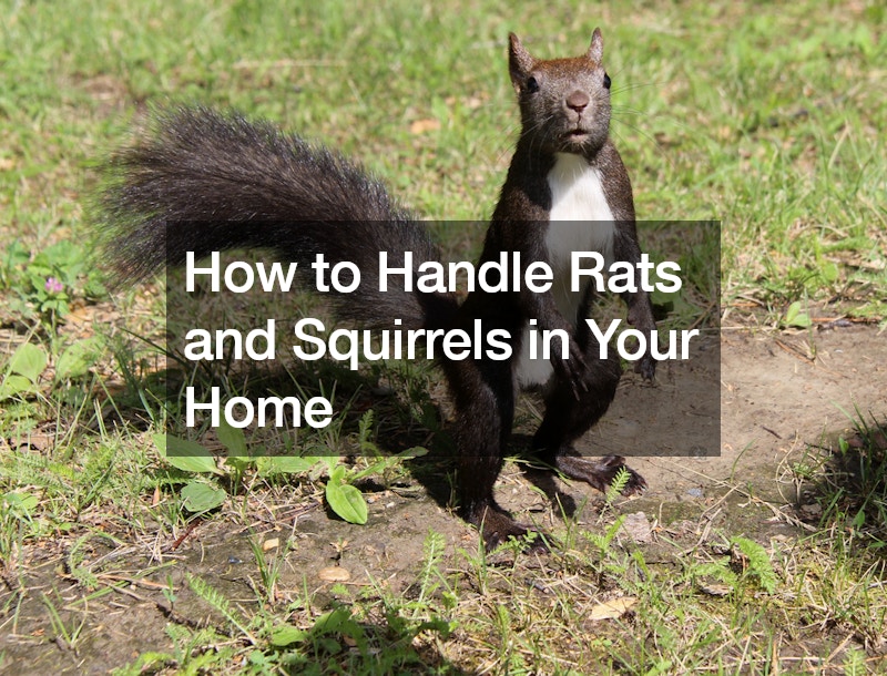 How to Handle Rats and Squirrels in Your Home