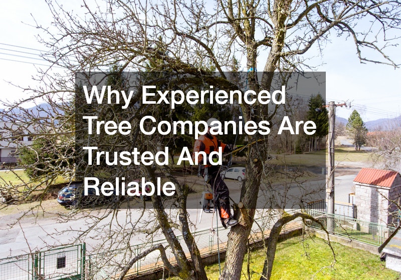 Why Experienced Tree Companies Are Trusted And Reliable